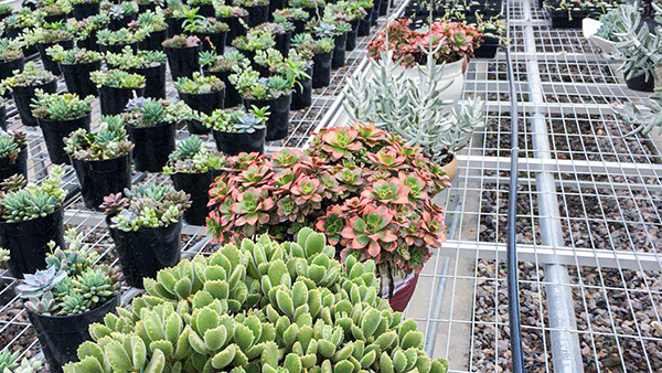 多肉種植區(qū)